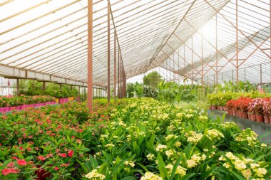 Euphorbia milii dekoratif sarı çiçek renkli saksılarda seralarda satılık masalarda sergileniyor.