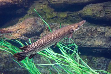 Uzun burunlu balık algler arasında bir akvaryumda yüzer.