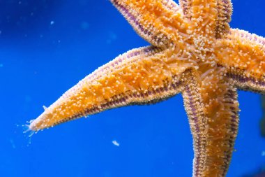 Deniz yıldızı tabanı, dokunaçlar cam üzerinde hücreler, yakın görüş