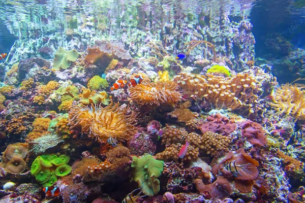 Animals of the underwater sea world. Ecosystem, life in the coral reef