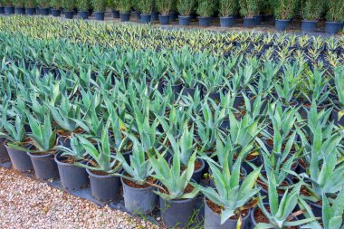 Amerikan agave fideleri bir bahçe merkezinde yetişen siyah çömlekler