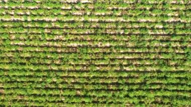 Bir köy çiftliğine sıra sıra sebze ekilmiş hava manzarası.