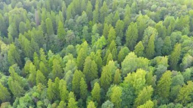 Aerial top view of summer green trees in mixed thickets of relict coniferous and deciduous forests of Europe