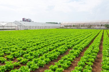 Yeşillik salata çalıları seraların yakınındaki çiftlik çiftliklerinde açık zemin sıralarında yetişiyor.