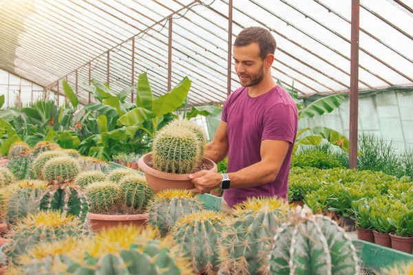 Jardinero Masculino Caucásico Macho Sosteniendo Cactus Echinocactus Grusonii Cultivo Cuidado — Foto de Stock