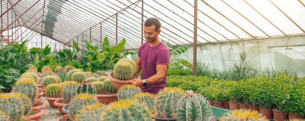 Jardinero Masculino Caucásico Macho Sosteniendo Cactus Echinocactus Grusonii Cultivo Cuidado —  Fotos de Stock