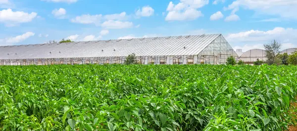 Bushes Green Capsicum Plantations Grow Open Ground Next Glass Greenhouses — Stock Photo, Image
