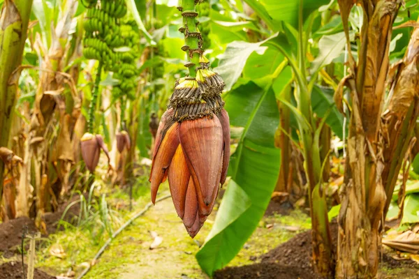 Blossoming Banana Close Inflorescence Which Sweet Banana Fruits Formed Plantation — Stock Photo, Image