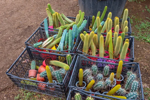 Columnar Cacti Boxes Cactus Farm Damaged Pests Discarded — Stock Photo, Image