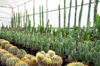 Euphorbia, kalanchoe, agave, dikenli armut, cereus echinopsis ve serada bitki yetiştirmek için daha birçok sulu kaktüs.