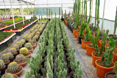 Euphorbia, kalanchoe, agave, dikenli armut, cereus echinopsis ve serada bitki yetiştirmek için daha birçok sulu kaktüs.