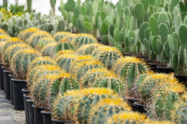Large Spherical Cacti Other Succulents Grown Greenhouse — Stock Photo, Image