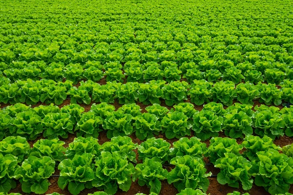 食品産業のための有機栽培された新鮮なレタスの列 野菜作物の栽培のためのプランテーションの農業産業複合体 — ストック写真
