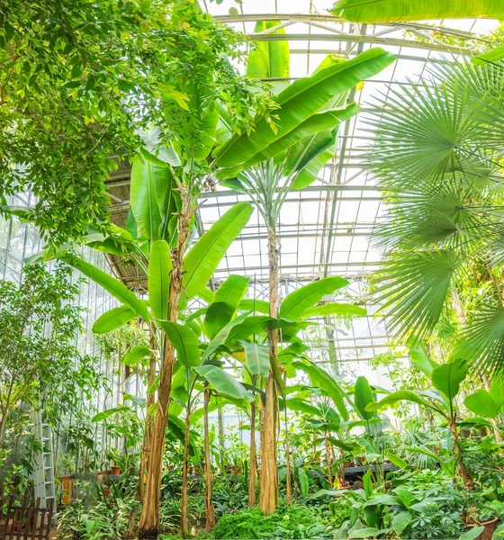 Cultivando Palmeras Plátano Dentro Los Invernaderos Biotopo Tropical —  Fotos de Stock