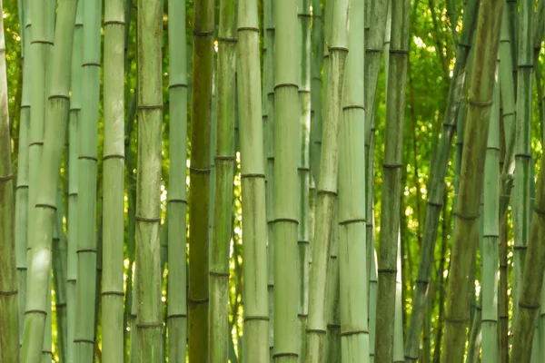 Bosque Bambú Espesura Vegetación Verde Fondo Natural —  Fotos de Stock