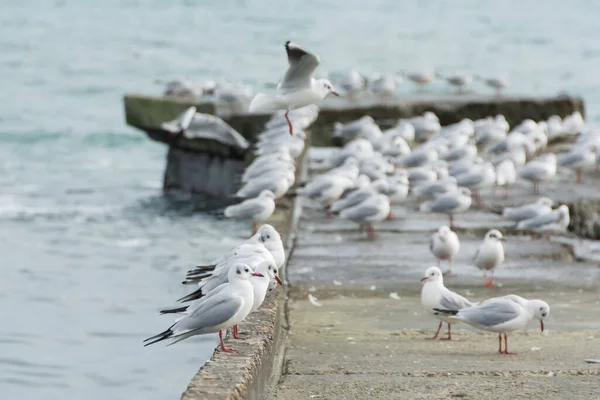 Seagulls Sit Flock Concrete Breakwater Seashore — Stock Photo, Image