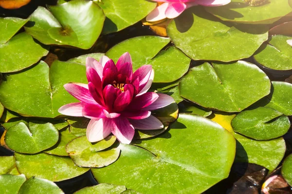 Beautiful Pink and red water lily or Lotus flower with leaf in pond