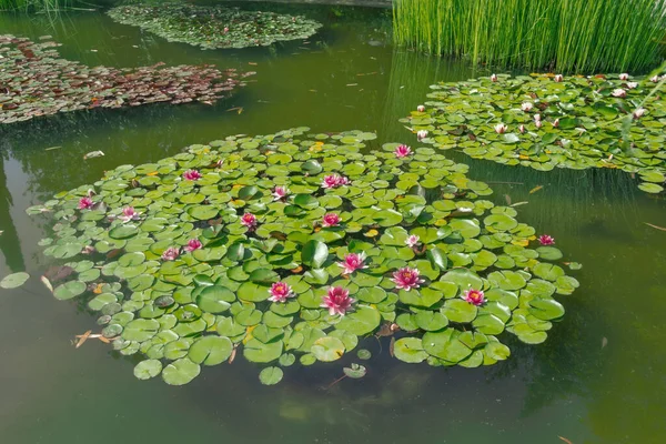 Group Water Lilies Growing Pond — Stock Photo, Image