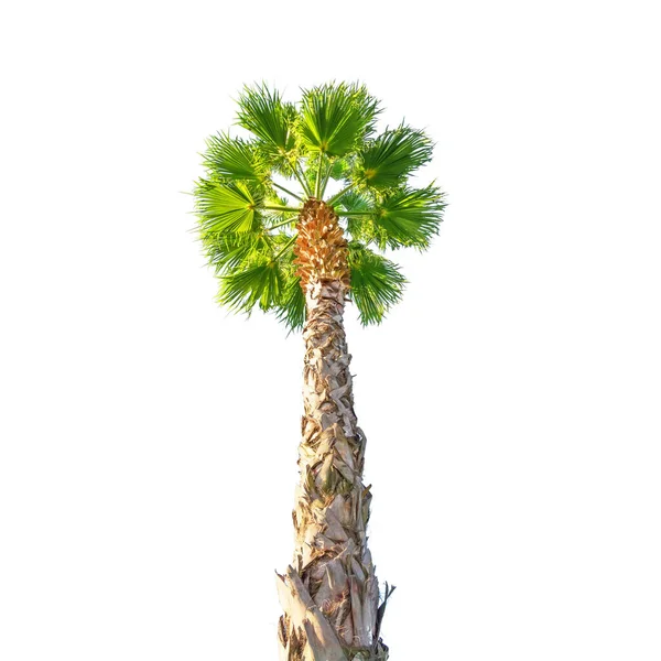 Groen Mooie Washingtonia Robusta Filifera Palmboom Geïsoleerd Witte Achtergrond Kijk — Stockfoto