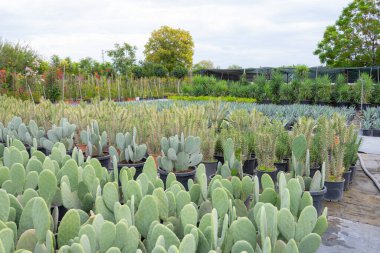 Büyük çalı, farklı tipte opuntia bitkilerini büyük bir bahçe merkezinde şekillendirir.