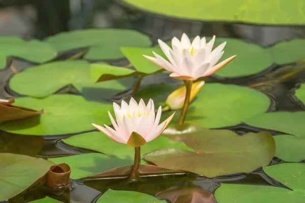 Two Beautiful White Pink Waterlily Lotus Flower Pond — Stock Photo, Image