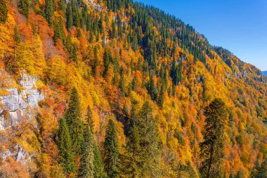 Dik dağ yamacı ve kayalık kayalıklar. Dağ geçitlerinde yeşil kozalaklı yaprak döken ağaçların şaşırtıcı sonbahar renkleri