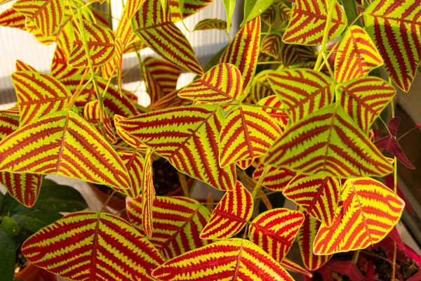 燕尾植物 蝴蝶叶 蝴蝶翼或蝴蝶科植物 一种装饰植物 部分或斑斑的太阳光 — 图库照片