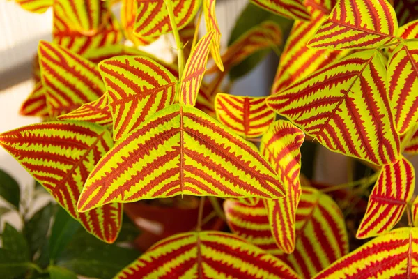 燕尾植物 蝴蝶叶 蝴蝶翼或蝴蝶科植物 一种装饰植物 部分或斑斑的太阳光 — 图库照片