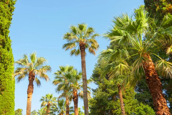 stock image Growing palm trees in a subtropical park with different vegetation