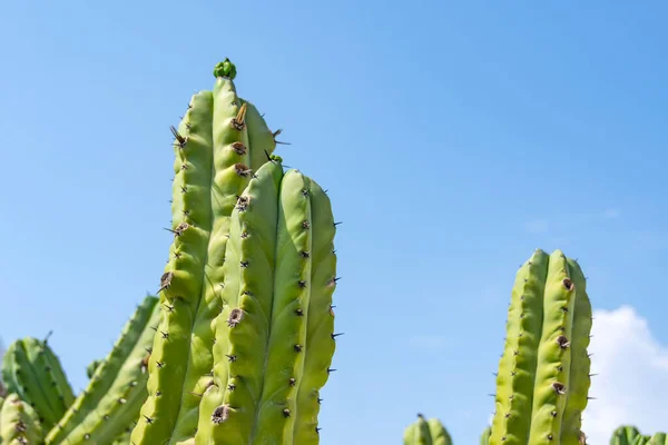 Cochal Kaktusz Myrtillocactus Kalifornia Nyugati Partjainál Nyáron Meleg Tiszta Időben — Stock Fotó