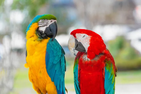 Ein Paar Blaugelber Und Roter Ara Papageien Auf Einem Ast — Stockfoto