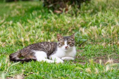 Çizgili tekir kedi çimlerin üzerinde oturur, uzaklığa bakar