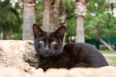 Siyah uykucu kedi. Güzel kedi kayanın üzerinde oturuyor. Uzağa bakıyor.