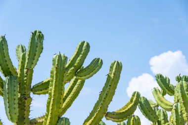 Cochal Kaktüs Myrtillocactus California 'nın batı kıyısından Yazın sıcak ve açık havada