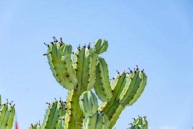 Cochal Kaktüs Myrtillocactus California 'nın batı kıyısından Yazın sıcak ve açık havada
