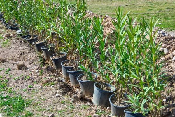 Filas Plántulas Jóvenes Arbustos Siempreverdes Macetas Listas Para Ser Plantadas —  Fotos de Stock
