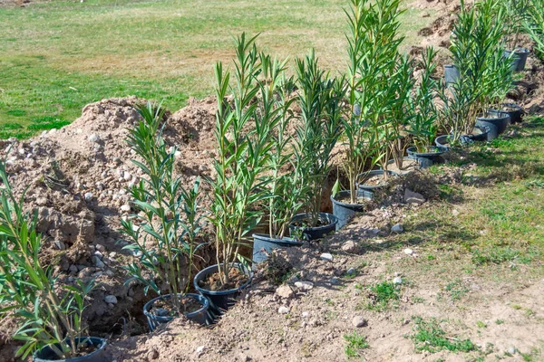 Filas Plántulas Jóvenes Arbustos Siempreverdes Macetas Listas Para Ser Plantadas — Foto de Stock