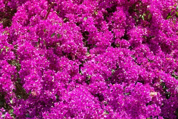 Bougainvillea çiçekleri yaz mevsiminde pembe mor bitki ağacıdır. Magenta bougainvillea çiçekleri. Duvar kağıdı desen arkaplanı