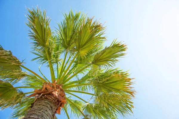 Palm Leaves Blue Sky Hot Summer Day Stock Image