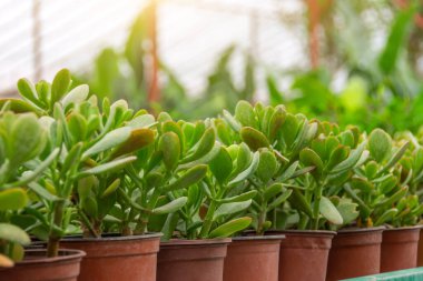 Crassula yeşili, satılık bir serada küçük kaplarda yetişiyor.