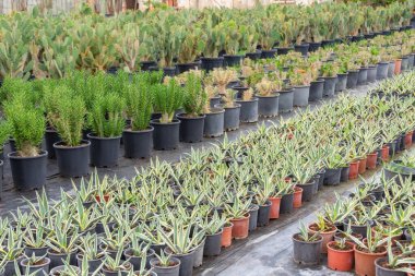 Bahçe merkezindeki saksılarda yetişen birçok mavi agaves, bir başka kaktüs ve dikenli armut.