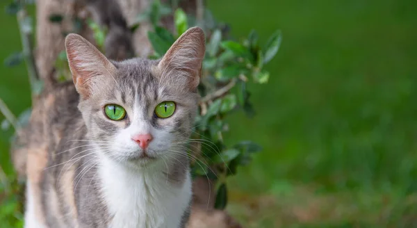 Egy Gyönyörű Macska Élénk Zöld Szemekkel Néz Kamerába Séta Közben — Stock Fotó