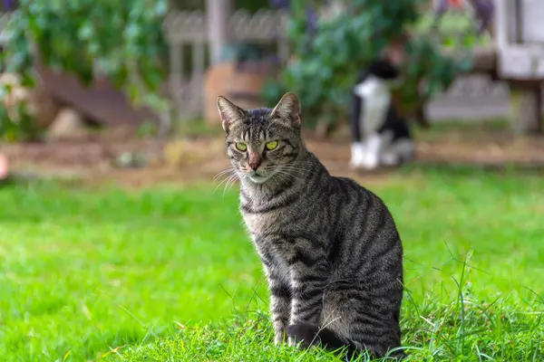 Çizgili Tekir Kedi Çimlerin Üzerinde Oturur Uzaklığa Bakar — Stok fotoğraf