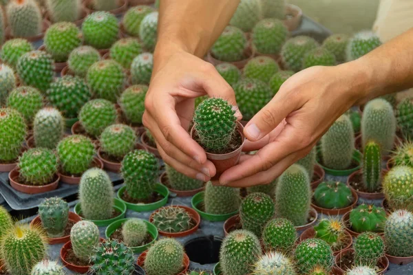 Les Mains Mâles Tiennent Soigneusement Petit Pot Avec Cactus Cultivé — Photo