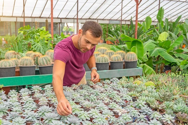 stock image The gardener guy takes care of the succulents cacti to clean up, faded stems dried up in an industrial- cale greenhouse