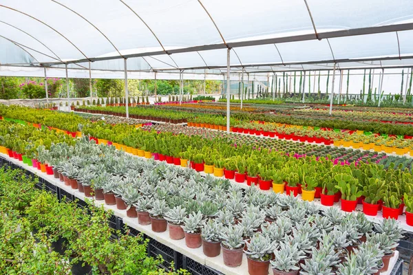 Industrial cactus farm in a greenhouse with many different types of cacti and succulents grown for sale in retail chains