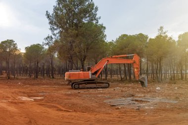 Ormanda çalışan kazıcı. Kozalaklı ormanda kil toprak düzeyi