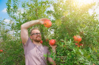 Beyaz, beyaz, bardaklı bahçıvan gülümsüyor, kazıyor ve bir fidanlıkta olgun kırmızı nar meyvelerine bakıyor, yüzü güneşe bakıyor.