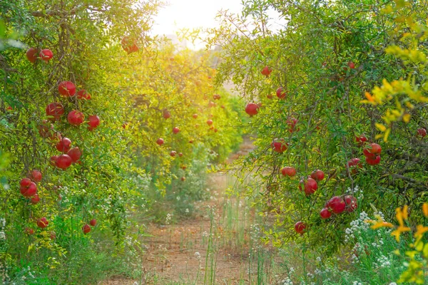 Plantation Pomegranate Trees Planted Rows Bright Red Fruits — Stock Photo, Image