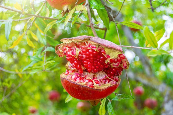 Rissige Granatapfelfrüchte Und Gereifte Kerne Wachsen Auf Einem Baum — Stockfoto